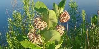Milkweed Growing Near Pond Milkweed Milkweed Plant Pollinator Garden