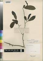 Image result for Monodora junodii