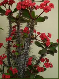 Image result for Euphorbia lissosperma