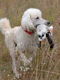 Newsday's cecilia dowd as the story. Standard Poodle Breed Information History Health Pictures And More
