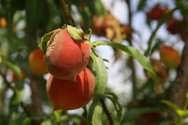 Disease And Insect Control For Homegrown Peaches And Plums Mississippi State University Extension Service