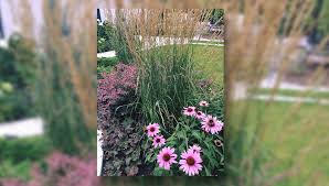 We did not find results for: Plant Profile Karl Foerster Feather Reed Grass The Landscape Artist Calgary