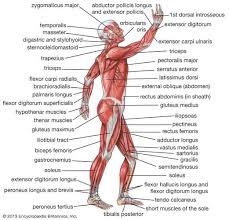 Sistemul muscular reprezintă totalitatea muşchilor din organism. Sistemul Muscular Muscular FuncÈii DiagramÄ Èi Fapte