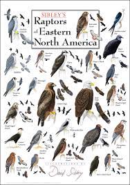 Introduction birds of prey are one of the most majestic creatures that planet earth offers. Sibley S Raptors Of Eastern North America Poster Sibley Guides