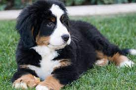 The vehicle was stolen with a bernese mountain dog named finn still inside, presque isle police said. Bernese Mountain Dog Maine L2sanpiero