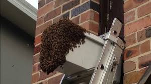 We did not find results for: Bee Swarms Everything You Need To Know 2021 Definitive Guide