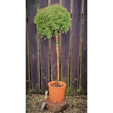 Globosa nana japenese cedar (cryptomeria japonica) this is an evergreen that tolerates drought and will grow in very dry soil, we also found it to tolerate memphiss humidity. Cryptomeria Japonica Globosa Nana 1 2 Standard 18l Windlestone Nursery Garden Centre In Ferryhill Durham