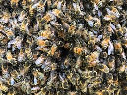 We did not find results for: Natural Beekeeping Trust