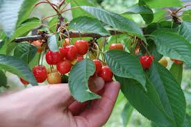 The fruit is excellent out of hand or can be used any way that grapes are used. Montmorency Cherry Trees Seattle Gov