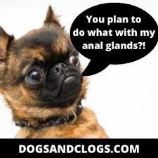 Another sign that you may observe, is your dog dragging his rear end across the ground. 15 Reasons Why Your Dog Suddenly Smells Like Fish 17 Tips