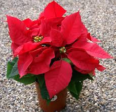 Image result for Euphorbia pulcherrima