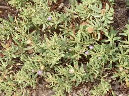 Image result for Pluchea bequaertii