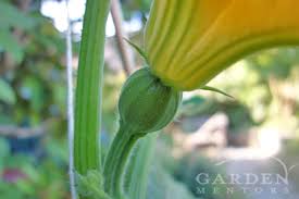 Zucchini rotting from blossom end rot. Blossom End Rot Poor Pollination Id Solutions Garden Mentors