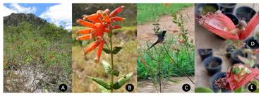 Image result for Lythraceae