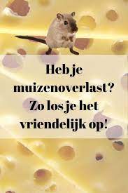 muizen bestrijden muizen vangen muizen verjagen muizenoverlast muizen vangen muizenval muizen verjagen bestr in 2020 nuttige tips schoonmaken huishoudtips