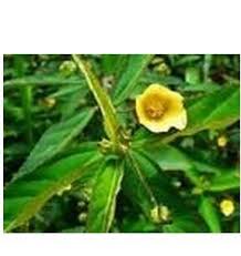 Image result for Sida javensis