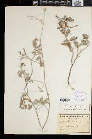 Image result for Tephrosia argyrolampra