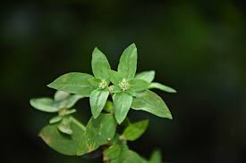 Image result for Spermacoce natalensis