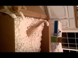 While it is natural to want to give your cat new and interesting foods, this practice can come with negative consequences.</p> <p>can cats eat spicy foods? Cat Fun With Packing Peanuts Youtube