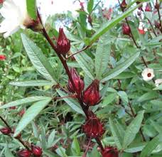 Bunga rosella merah adalah nama latin hibiscus sabdariffa l. Tanaman Rosella