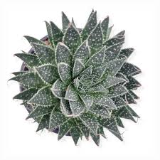 Image result for Pearsonia aristata