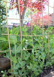 It was one of two vip variants of the peashooter (the other being beeshooter). 12 Functional Diy Pea Trellis Ideas