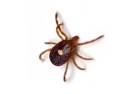Best dining in takoma park, montgomery county: Complete Guide To Ticks In Maryland Virginia And Washington Dc