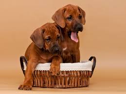 We've teamed up with spca of texas to melt hearts across dallas with uber puppy love! Best Rhodesian Ridgeback Breeder In Dallas Dallas Tx Festivals Com