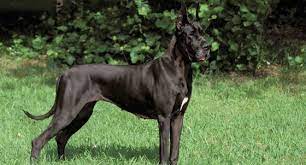 The welfare and safety of the great danes and other dogs is our main concern. Great Dane Dog Breed Profile Petfinder