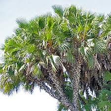 Image result for Hyphaene