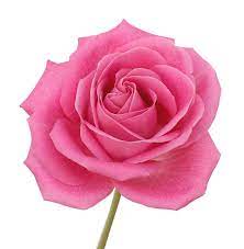 Beautiful Pink Rose In Close-up, White by Rosemary Calvert