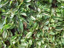 Cara menanam rumput gajah mini di pekarangan rumah. Cara Menanam Rumput Gajah Yang Baik Dan Mudah