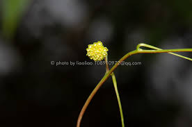 Image result for Stephania cyanantha