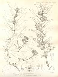 Image result for Secamone