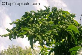 Image result for Antidesma venosum