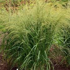 Image result for Panicum merkeri