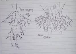 Biji dari tumbuhan tanaman berakar tunggang mula mula akan berkecambah dan. Buatlah Gambar Gerak Pada Akar Tunggang Dan Akar Serabut Buat Kaka Tolong Bantuannya Brainly Co Id