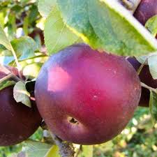 The relative longevity of fruit trees here due to our benign climate. Business Group Helps Godfrey Heirloom Tree Farm Grow Chronicle Media
