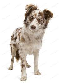 Red Merle Border Collie 6 Months Old In Front Of White Background Photo By Lifeonwhite On Envato Elements Red Merle Border Collie Merle Border Collie Border Collie Dog