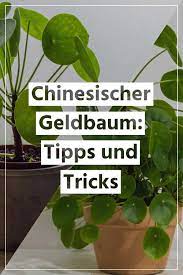 Jetzt auf quoka.de in akuellen angeboten aus deiner stadt ficus alii eur 4,80, große efeutute eur 9,90, fensterpfalnze eur 5,80, ufopflanze eur 4,80/5. Chinesischen Geldbaum Richtig Pflegen Sowie Tipps Und Tricks Zum Thema Giessen Dungen Und Umtopfen Chinesischer Geldbaum Geldbaum Pflanzen