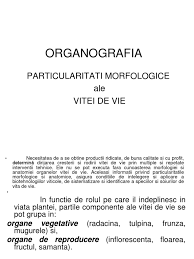 Plantarea vitei de vie se face toamna sau primavara. Viticultura