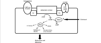 Experiment (a) aim to identify parenchyma and sclerenchyma tissues in plants, from prepared slides and to draw their labelled diagrams. The Intracellular Mechanisms In A Smooth Muscle Cell After Sumatriptan Download Scientific Diagram