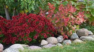 They i am not a authority on chickens, but ours are quite happy in sun and shade, they scrat, and then bask in the holes they have dug, with their wings. How To Grow Mums Garden Gate