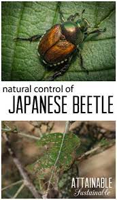 Controlling Japanese Beetle Chinese Beetle In Organic Gardens Garden Prepping Homestead Grow Your Ow Japanese Beetles Garden Pests Garden Pest Control