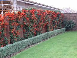 Image result for Pyracantha