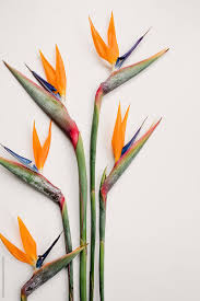 Bird Of Paradise Images Birds Of Paradise On A White Background Download This High Resolution Stock Photo By Kelly Knox Fr Birds Of Paradise Flower White Background Birds Of Paradise