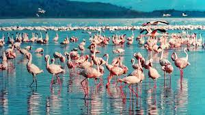 It is part of the great rift valley. 3 Days Lake Naivasha Lake Nakuru Nanook Help You Plan And Book Your Trip With A Local Vacation Planner