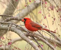 Birds Of Northern Illinois A Male Northern Cardinal State Bird Of Illinois And Reminder Of Home For Me A Special Wisconsin Beauty Cardinals State Birds Beautiful Birds
