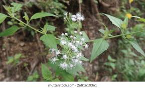 Image result for Panicum adenophorum