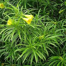 Image result for Cascabela